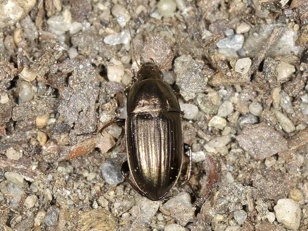 Amara aenea